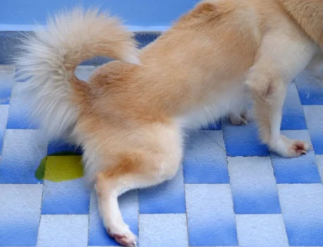 Цистит у собак